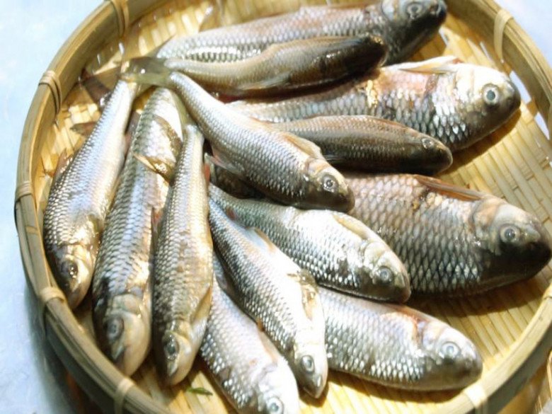 Loại cá suối xưa nay không ai biết, giờ thành đặc sản ai cũng lùng tìm nên cực khan hiếm, giá 300.000 đồng/kg-1