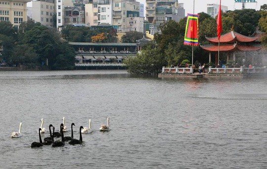 Đàn thiên nga 12 con ở hồ Thiền Quang chỉ còn một nửa-1