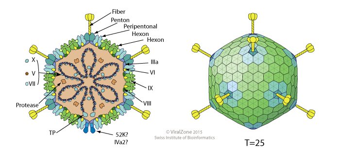 Adenovirus là gì? Sự nguy hiểm của Adenovirus-1