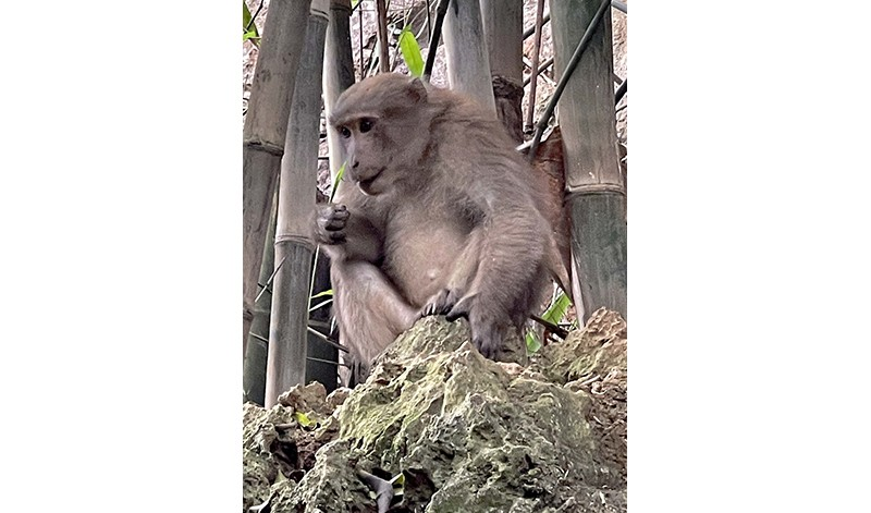4 cá thể khỉ quý hiếm sao dân giao ngay cho VQG Vũ Quang?-12