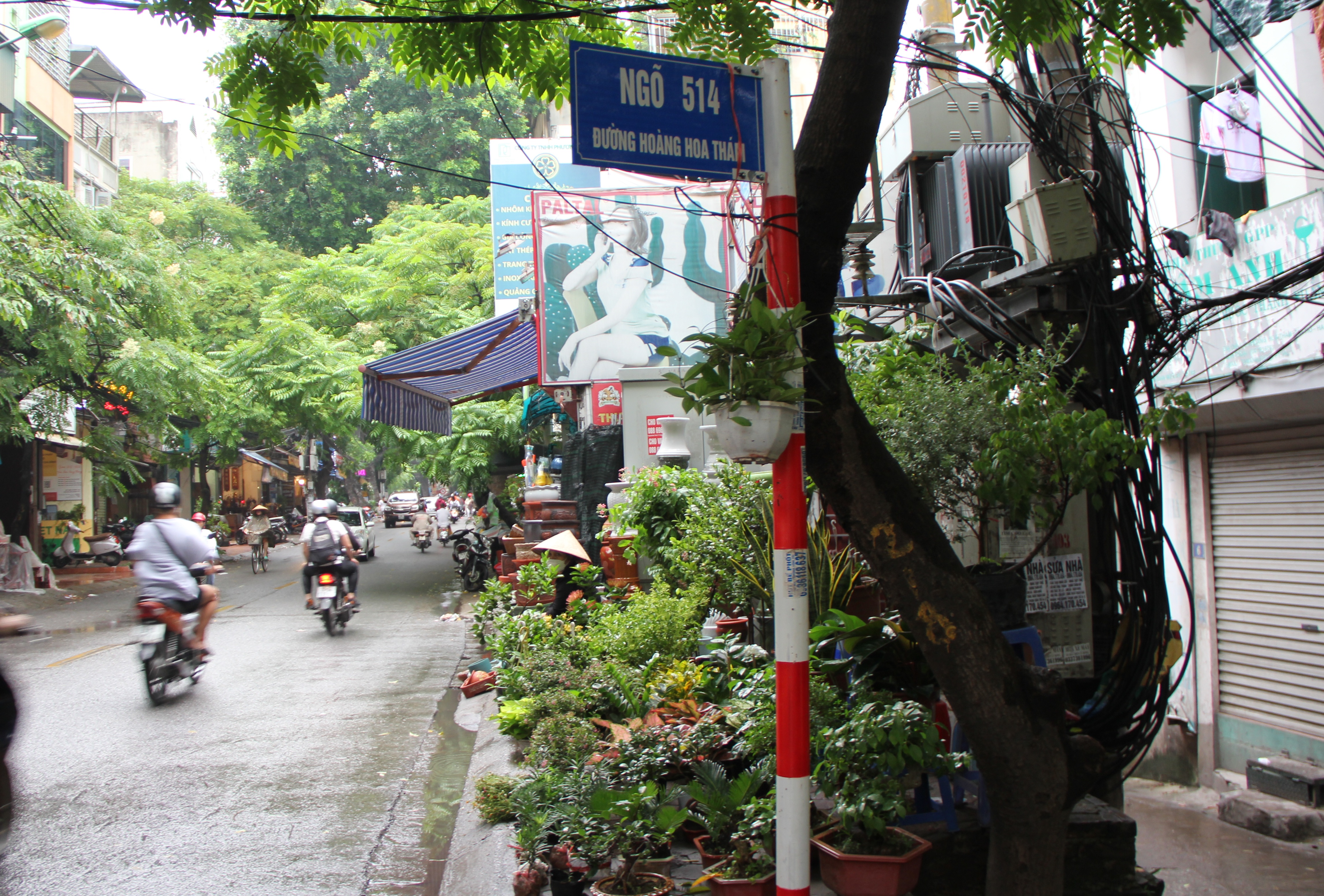 Hà Nội: Vỉa hè đường Hoàng Hoa Thám bị chiếm dụng để bày bán cây cảnh, gốm sứ-9