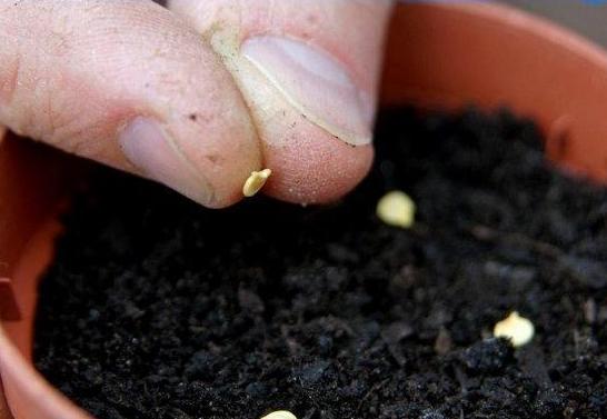 Ăn xong vùi hạt xuống đất, chẳng mấy thành cây cảnh độc - dị, nhà chung cư cũng trồng vô tư-5