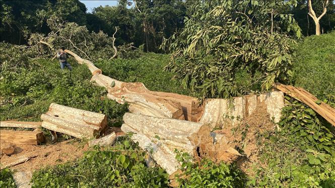 Điều tra, làm rõ các vụ phá rừng tại huyện Sơn Hòa, Phú Yên-1