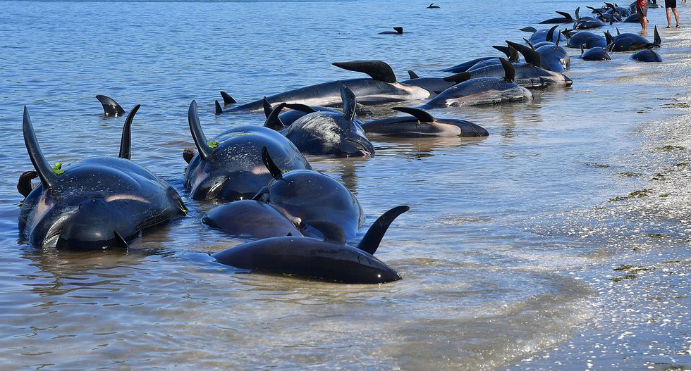 Hàng trăm cá voi hoa tiêu mắc kẹt ở bờ biển Australia-1