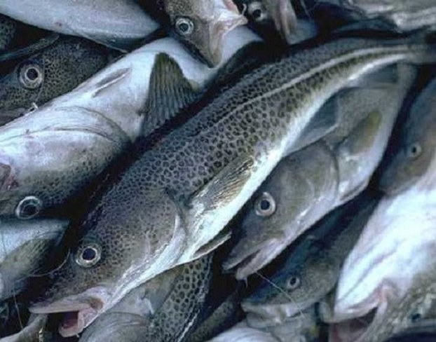 8 loại cá bổ dưỡng giàu omega-3 bậc nhất, cực bổ não, càng ăn nhiều càng thông minh-2