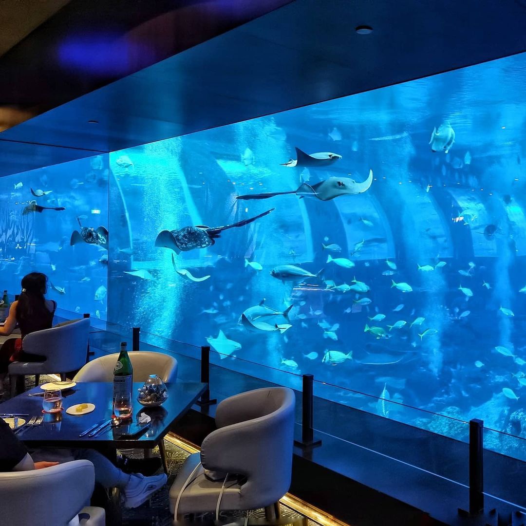 Ăn tối cùng sinh vật biển ở Singapore-2