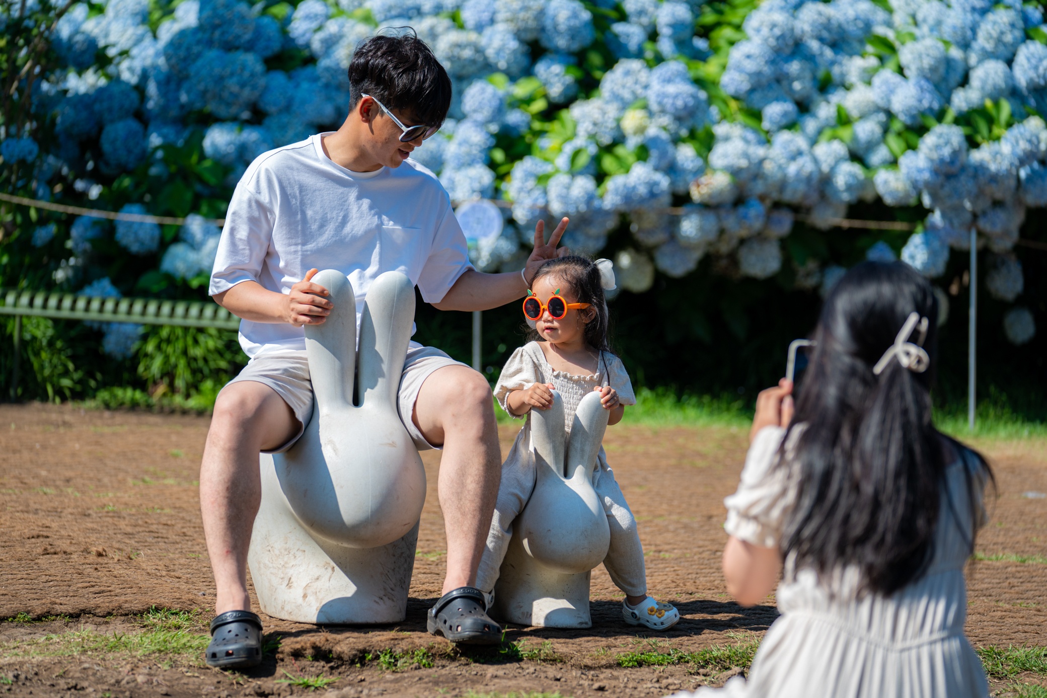 Mùa hoa cẩm tú cầu ở Jeju-5