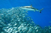 Hội nghị thượng đỉnh động vật hoang dã toàn cầu thông qua kế hoạch bảo tồn cá mập-cover-img