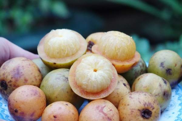 Vào rừng Quảng Ngãi hái loại quả tên lạ về ăn, chua ngọt gây nghiện lại giúp giảm cân-4