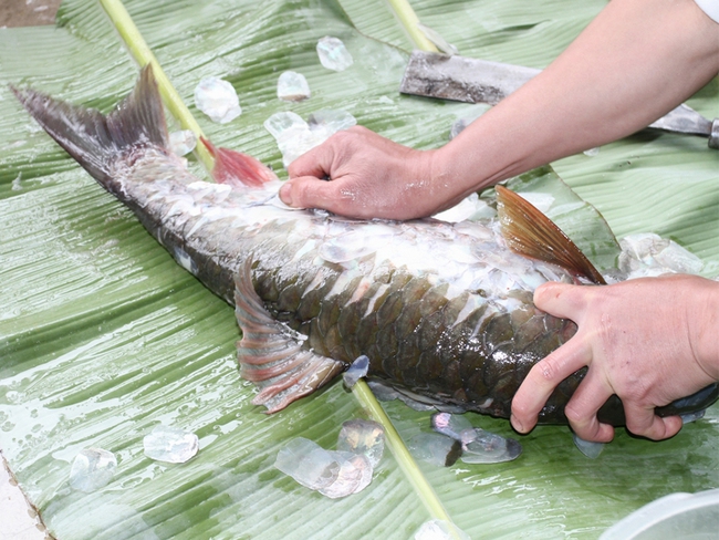 Gỏi cá bỗng sông Lô - Món ngon quên lối về, đặc sản làm say lòng du khách-1