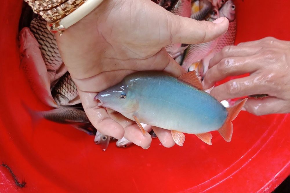 Cá heo sông Mê Kông: Thịt ngọt thơm từ màu xanh ngọc bích, muốn ăn cũng hiếm có khó tìm-3