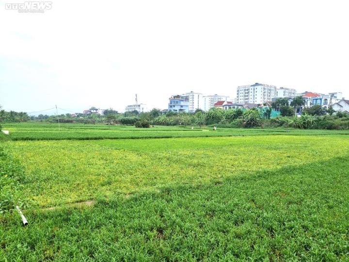Nông dân vựa rau lớn nhất Đà Nẵng tất bật thu hoạch chạy siêu bão Noru sắp đổ bộ-7