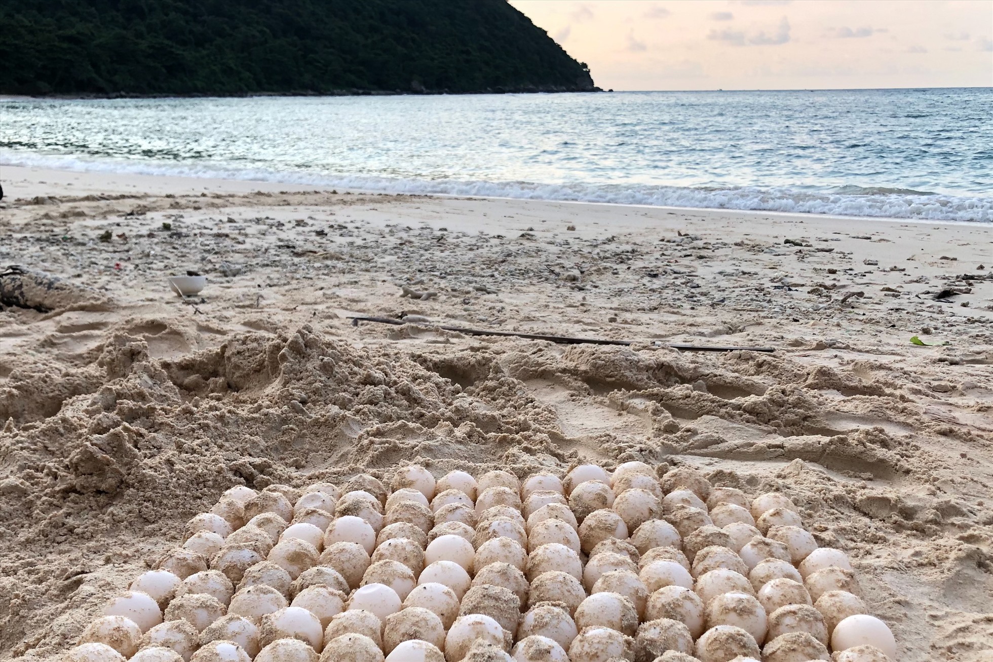 Tận mắt thấy nơi rùa biển về đẻ trứng nhiều nhất Việt Nam-9