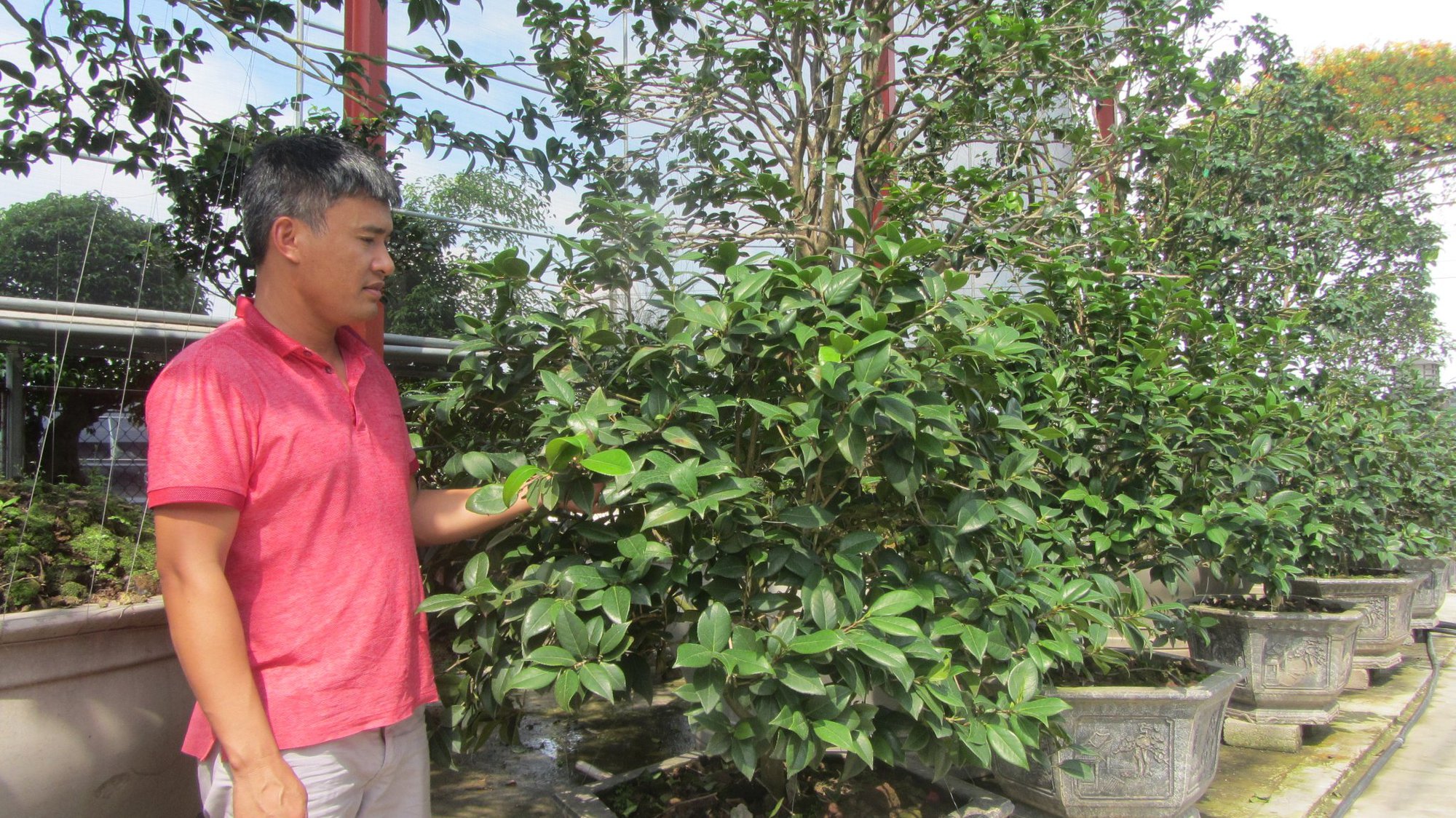 Một nông dân ở Văn Giang sở hữu vườn toàn cây cảnh hoa trà cổ, độc, lạ, quái trị giá hàng chục tỷ đồng-1
