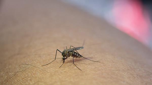 Tổ chức Y tế Thế giới khuyến cáo biện pháp phòng bệnh sốt xuất huyết-1