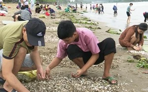 Sau bão Noru, người dân Cửa Lò hối hả nhặt sò biển dạt vào bờ-cover-img