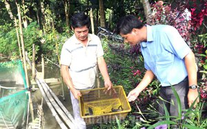 Hộ nghèo ở Phú Thọ liên kết nuôi cá lót bạt - mũi tên nhắm 2 đích-5