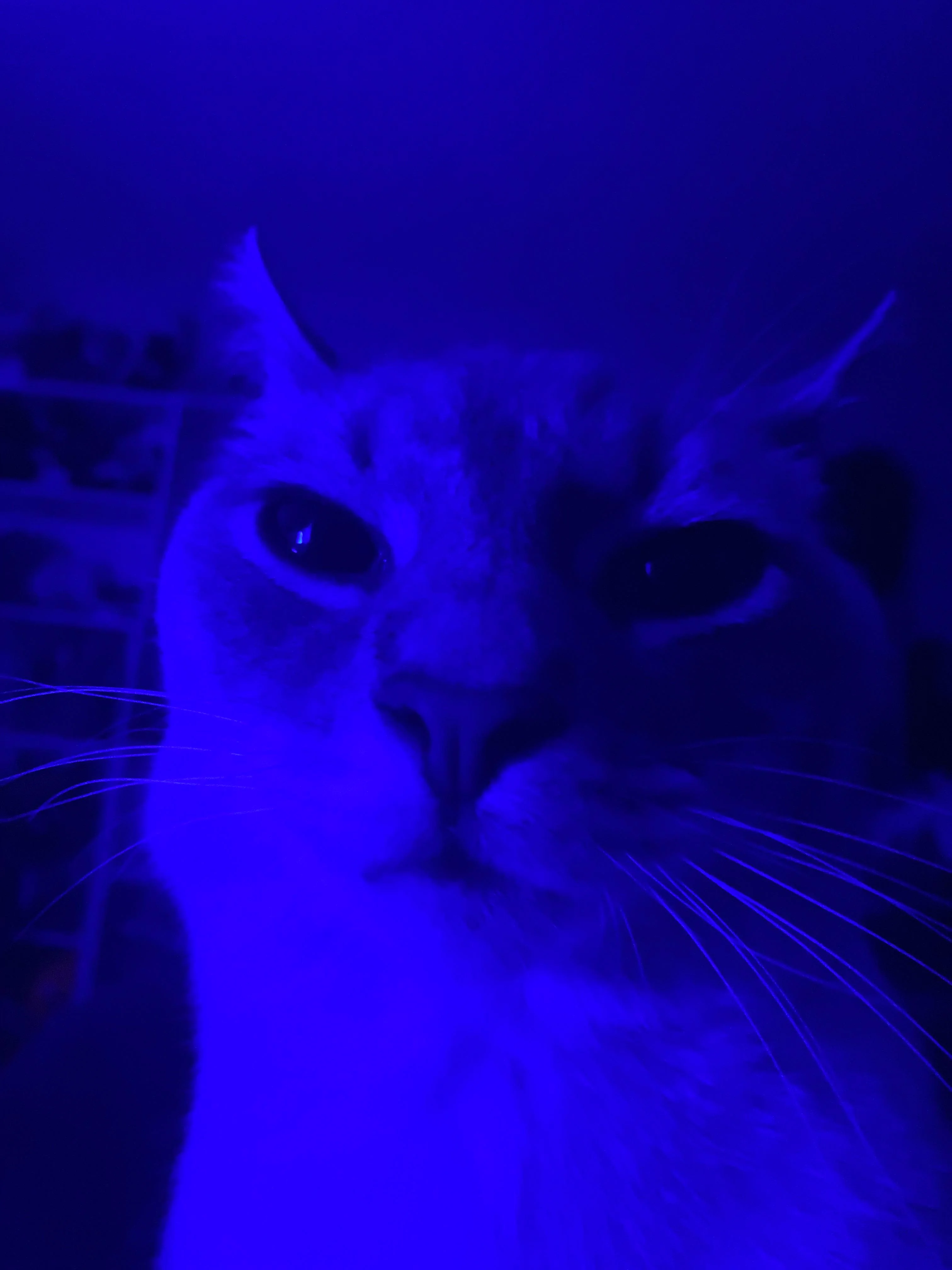 Giải mã thú vị: Mèo thực sự có thể nhìn thấy trong bóng tối?-7