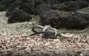 Video: Đàn rắn “bày trận” truy đuổi, vây bắt kỳ đà-cover-img