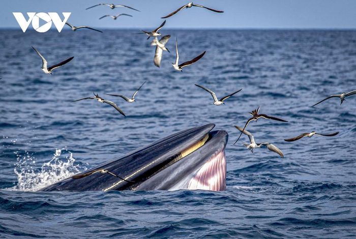Mãn nhãn cảnh mẹ con cá voi săn mồi ở vùng biển Đề Gi-11