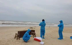 Phát hiện thi thể đang phân hủy dạt vào bờ biển Thừa Thiên Huế-cover-img