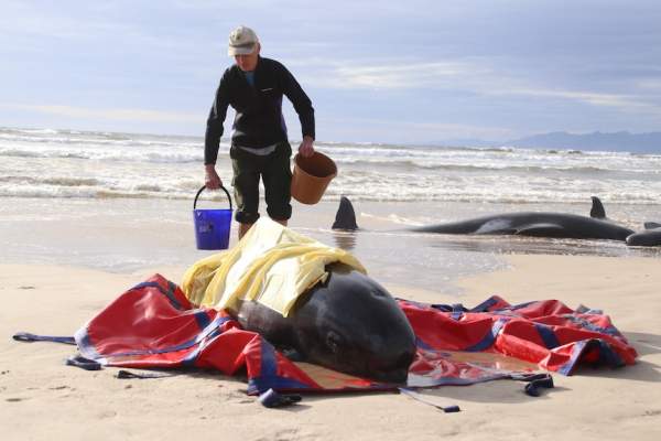 Khoảnh khắc đau lòng về 200 con cá voi mắc cạn ở Australia-2