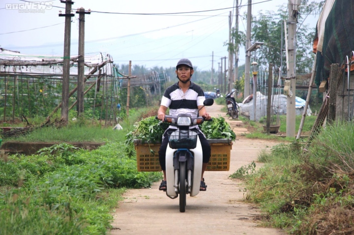 Nông dân vựa rau lớn nhất Đà Nẵng tất bật thu hoạch chạy siêu bão Noru sắp đổ bộ-6