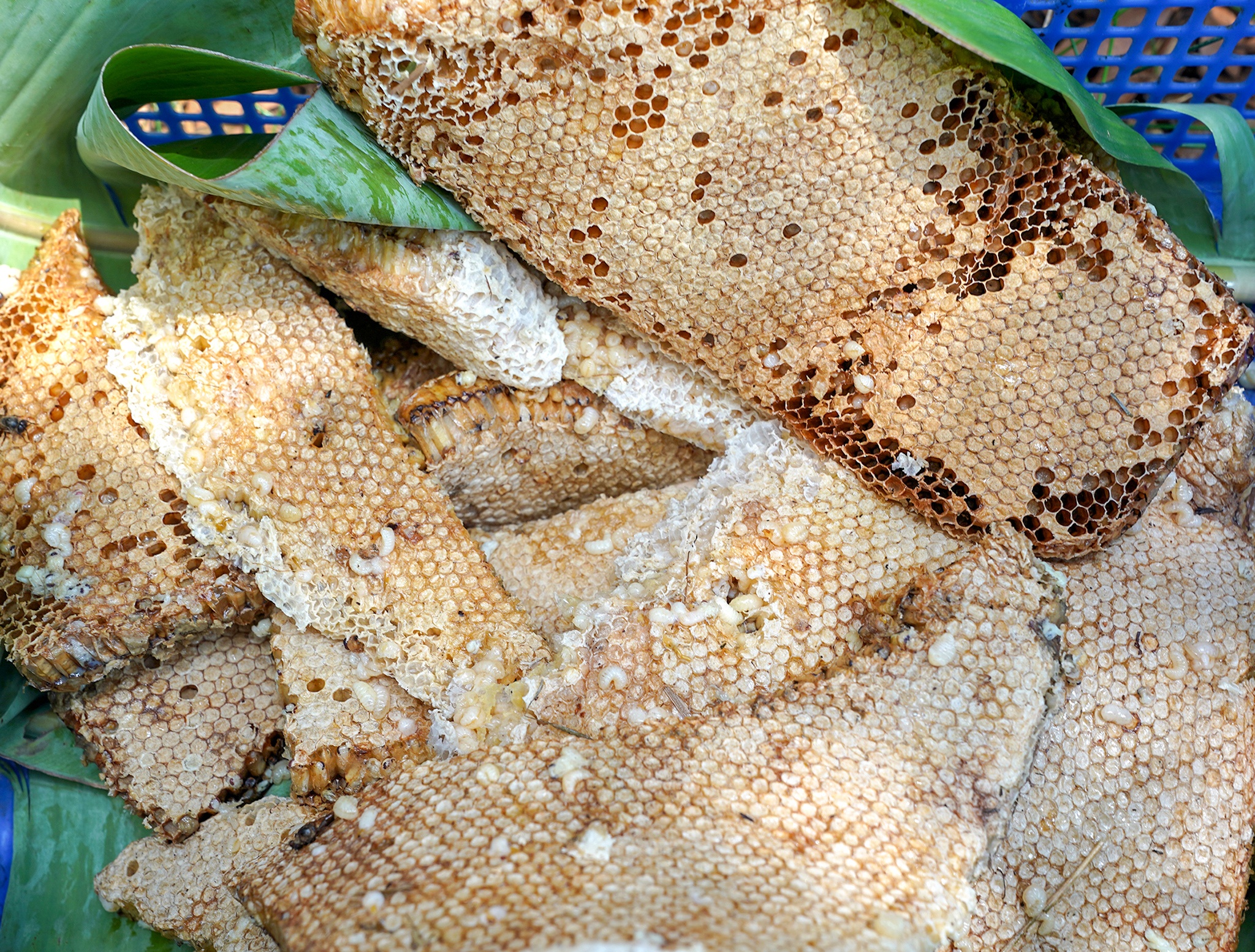 Cận cảnh quy trình làm mắm nhộng ong ngon nức tiếng của Cà Mau-2