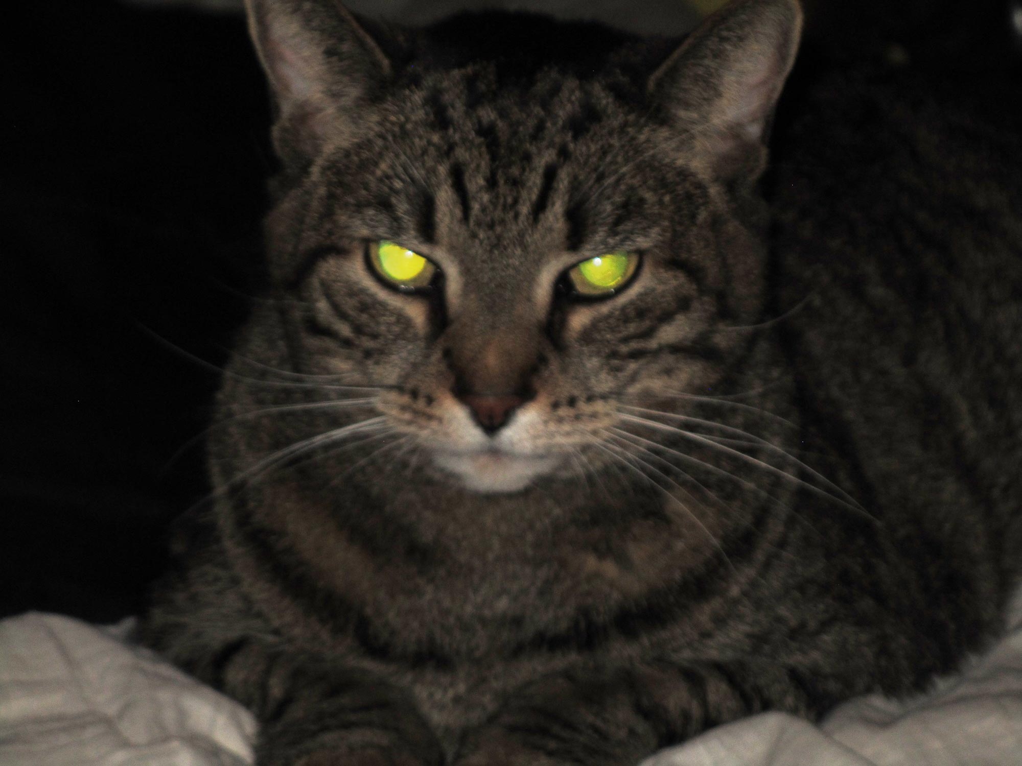 Giải mã thú vị: Mèo thực sự có thể nhìn thấy trong bóng tối?-16
