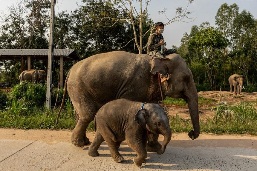 Những chú voi "thất nghiệp" ở Thái Lan vì vắng bóng du khách-1