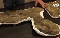 Phát hiện hóa thạch rùa biển to bằng ô tô-cover-img