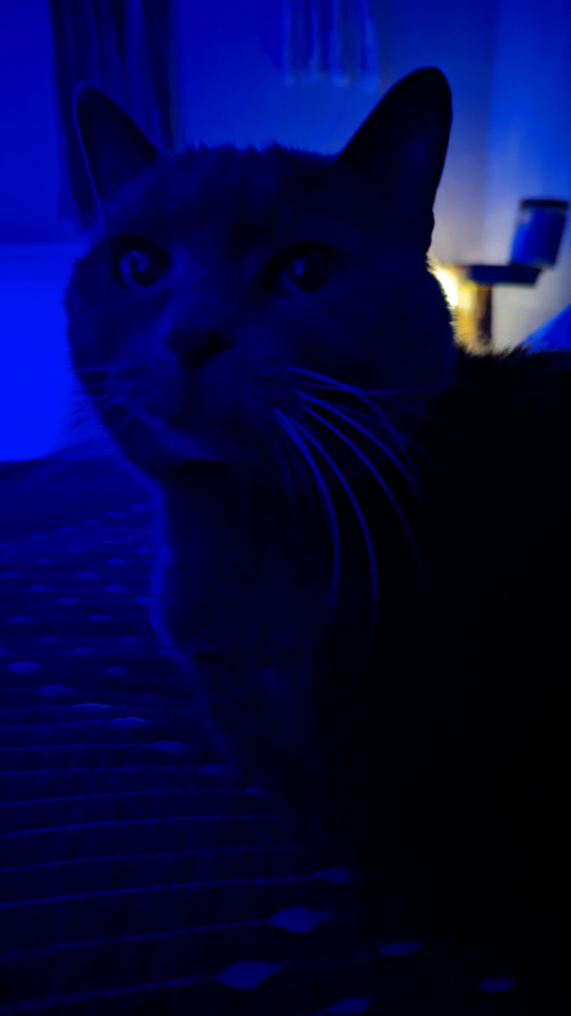 Giải mã thú vị: Mèo thực sự có thể nhìn thấy trong bóng tối?-5