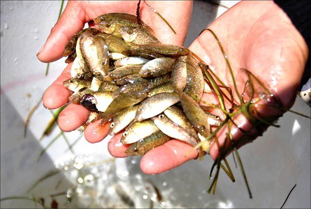 Loài cá bé tí xưa có đầy không ai ăn, nay là đặc sản thơm ngon nổi tiếng ở Huế, 120.000 đồng/kg-3