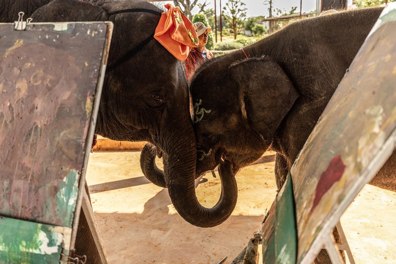 Những chú voi "thất nghiệp" ở Thái Lan vì vắng bóng du khách-3