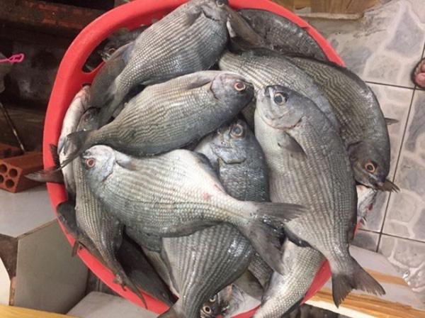 Loại cá nghe tên hết hồn nhưng là đặc sản nổi tiếng ở Quảng Ngãi, xưa giá rẻ bèo nay đắt đỏ, 200.000đồng/kg-1