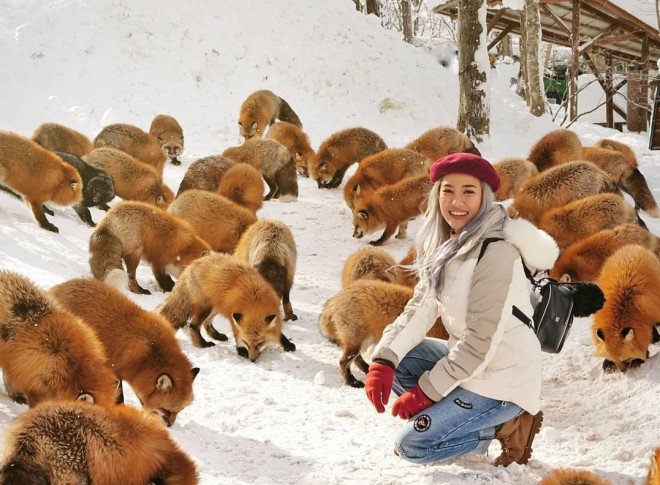 Thích thú với ngôi làng có hàng trăm con cáo béo ở Nhật Bản-1