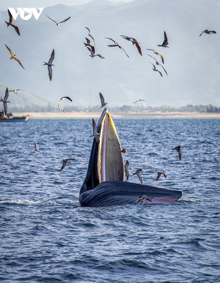 Mãn nhãn cảnh mẹ con cá voi săn mồi ở vùng biển Đề Gi-5