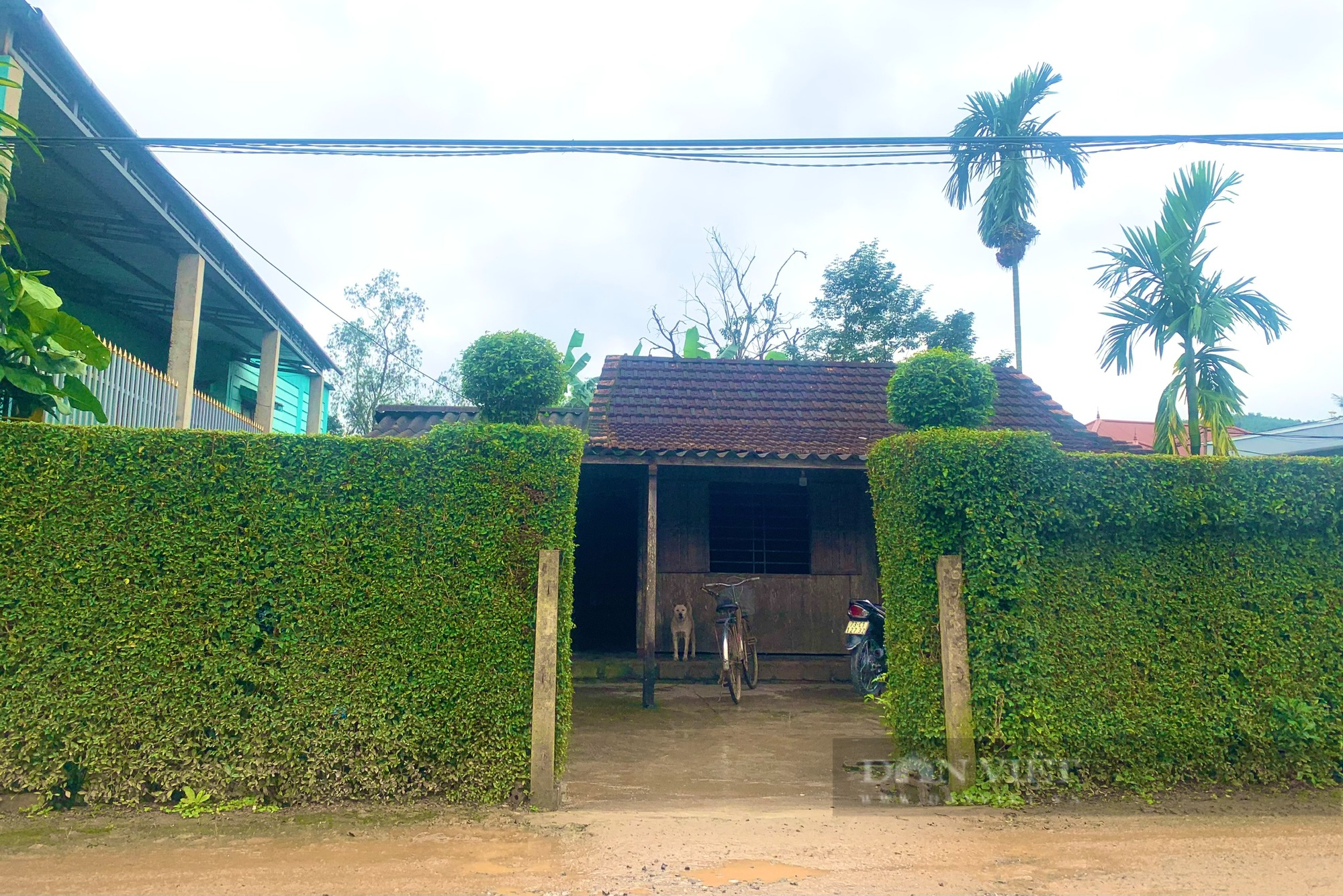 Trồng cây chè tàu làm hàng rào, nông thôn mới Quảng Bình đẹp như phim, khách tha hồ chụp ảnh-3