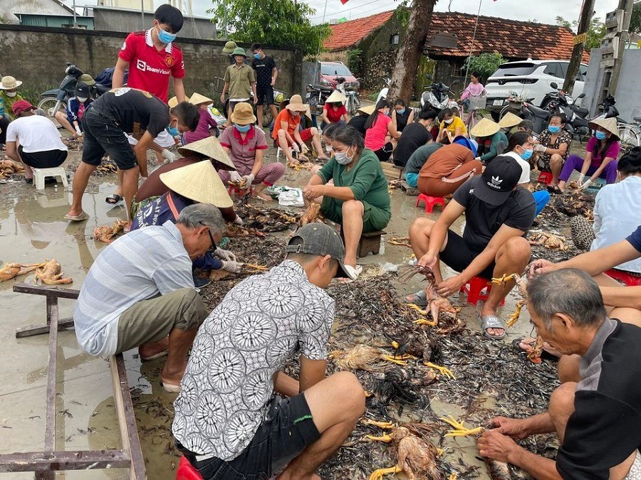 Hàng nghìn con gà bị chết do mưa lũ, cả làng kéo đến giúp chủ trang trại sơ chế-1