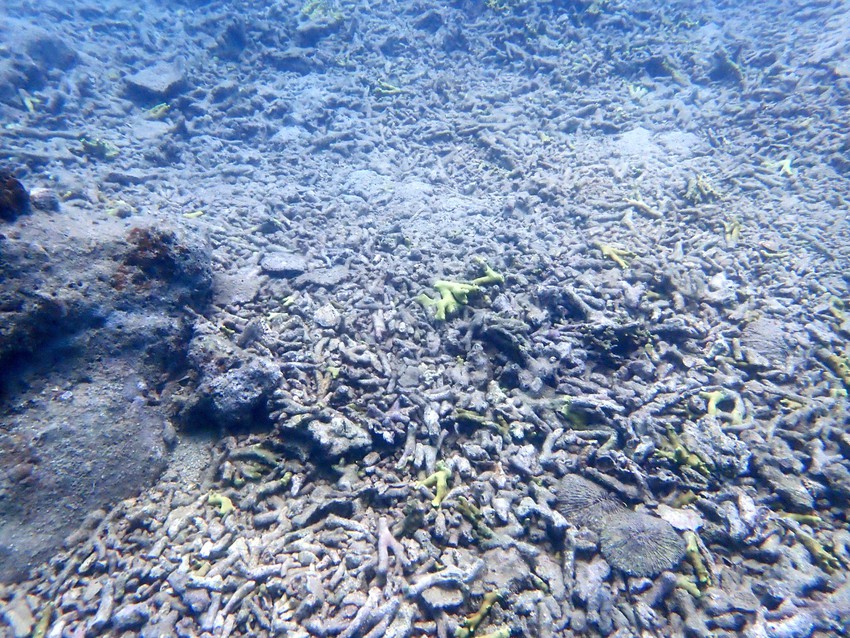 Kết luận nguyên nhân san hô ở vịnh Nha Trang chết hàng loạt-1