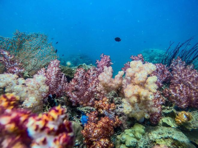 Những rạn san hô tuyệt đẹp ở các vùng biển Việt Nam đứng trước nguy cơ suy giảm hàng loạt, nhiều nơi đã phải lên kế hoạch để 