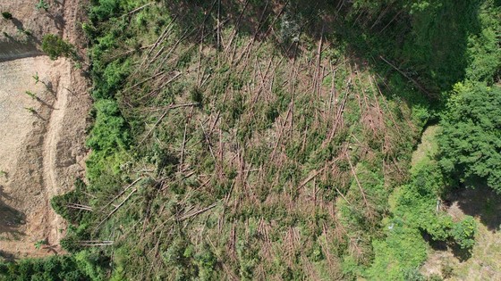 Hàng trăm cây thông bị “cưa trắng” ở Lâm Đồng-2