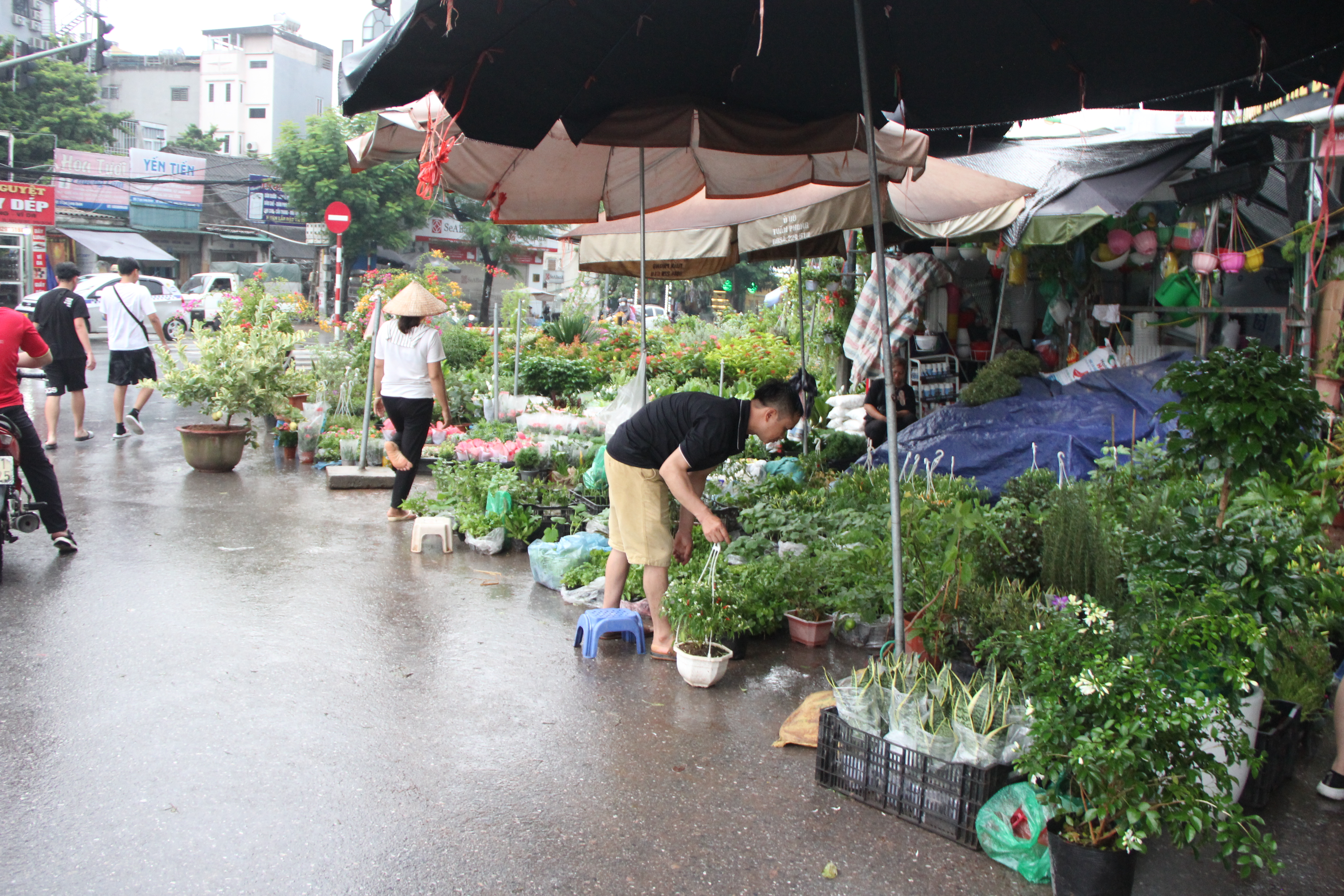 Hà Nội: Vỉa hè đường Hoàng Hoa Thám bị chiếm dụng để bày bán cây cảnh, gốm sứ-5