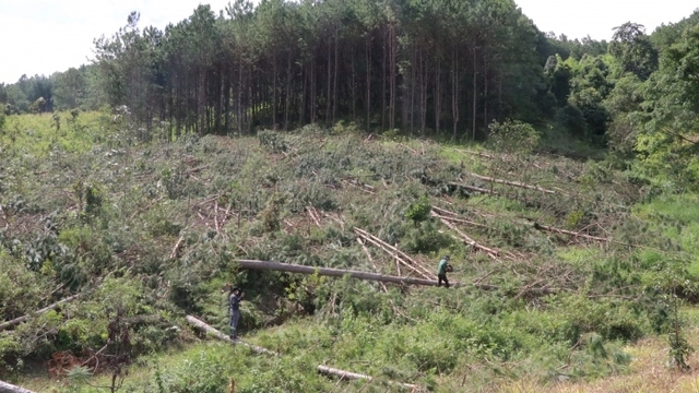 Lâm Đồng hỏa tốc chỉ đạo điều tra vụ cưa hạ hàng trăm cây rừng-cover-img