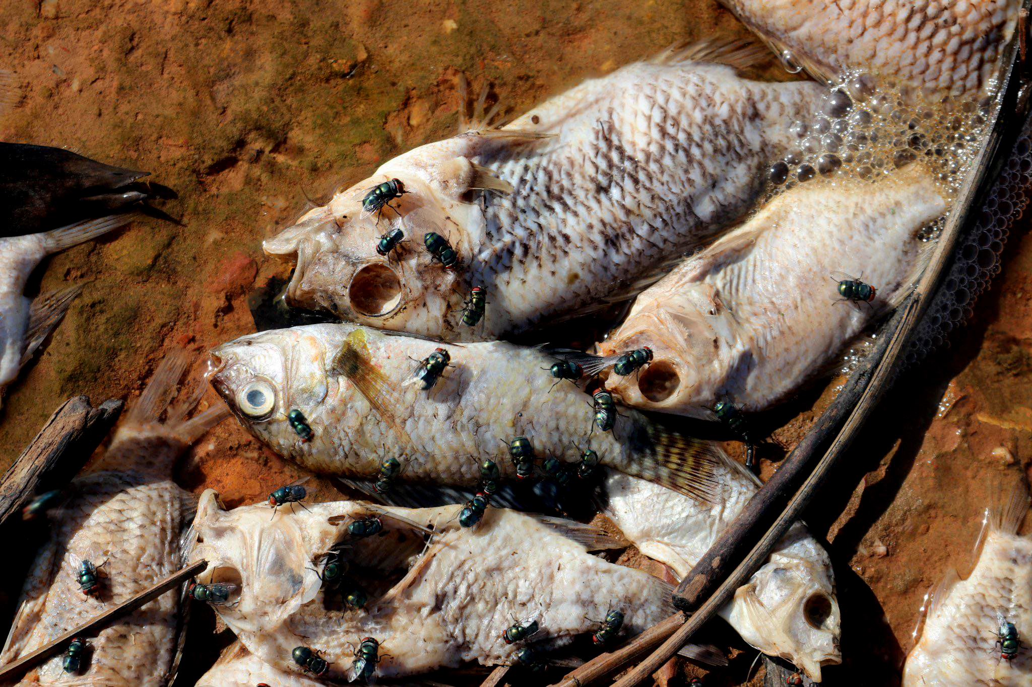 Cá chết hàng loạt tại hồ cấp nước sinh hoạt cho thành phố Hà Tĩnh-6