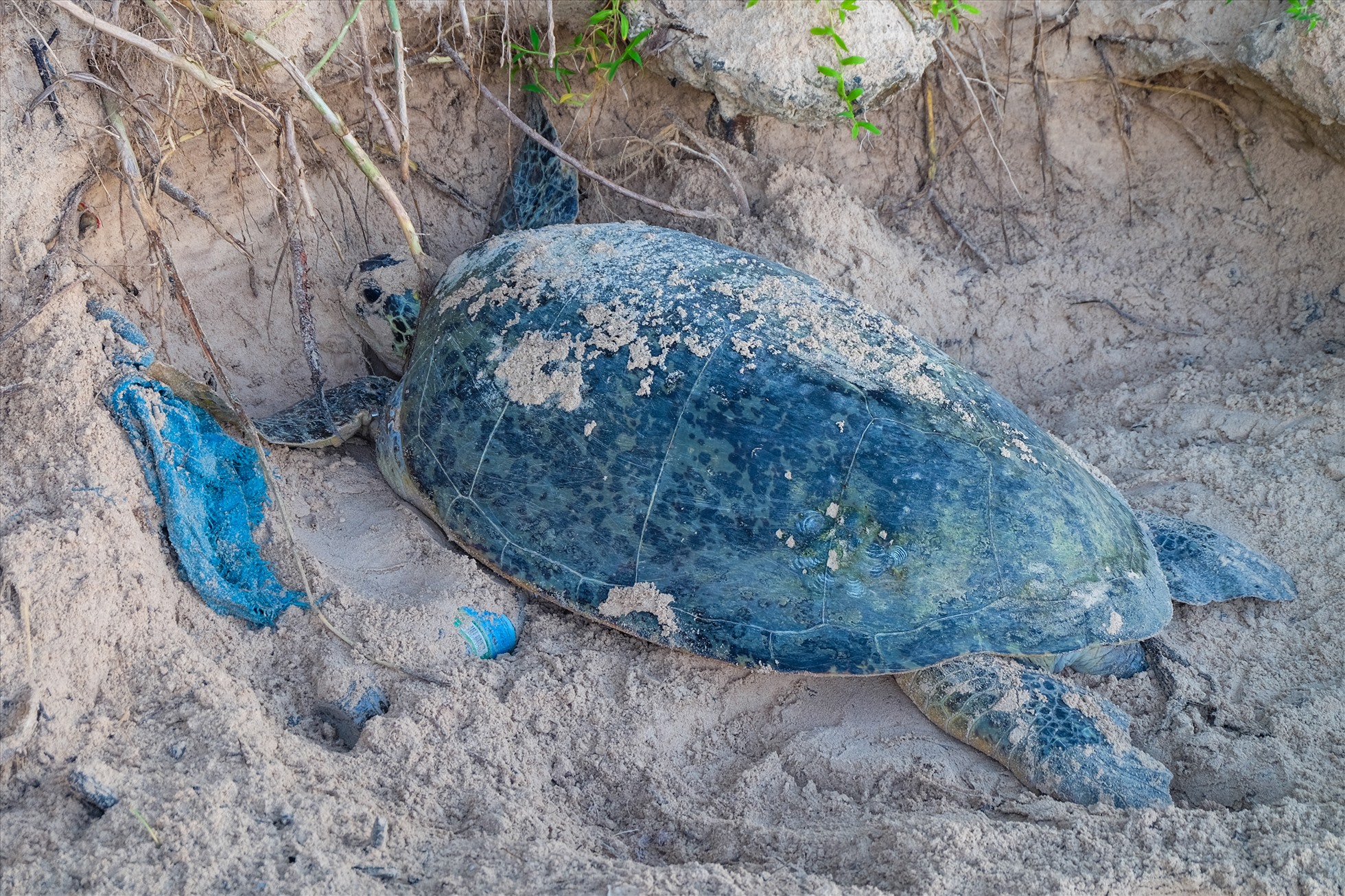 Tận mắt thấy nơi rùa biển về đẻ trứng nhiều nhất Việt Nam-8