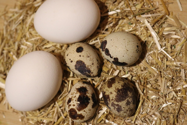 Trứng cút và trứng gà khác nhau ở đâu, ăn trứng nào bổ nhất?-1