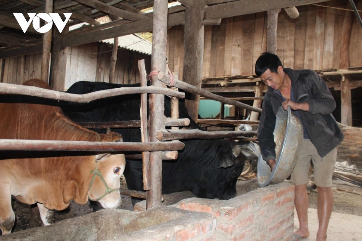 Nông dân Sơn La chủ động dự trữ thức ăn cho đàn vật nuôi trong mùa đông-1