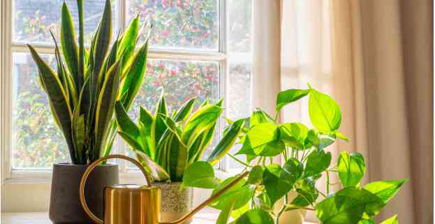 7 cây cảnh có thể giúp làm sạch không khí trong nhà-1