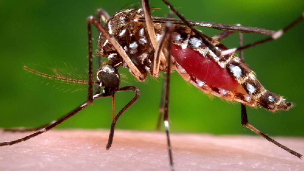 Singapore báo động đợt bùng phát dịch sốt xuất huyết mới-1